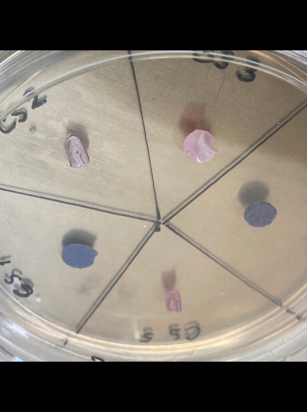 Uji antimicrobial pada cawan petri