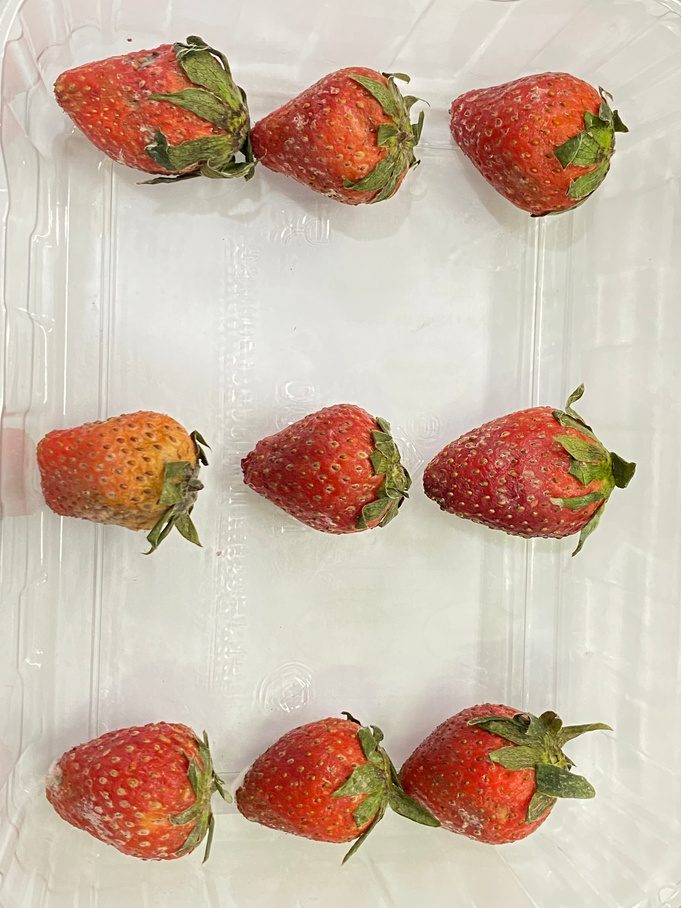 Stroberi hasil uji coating edible